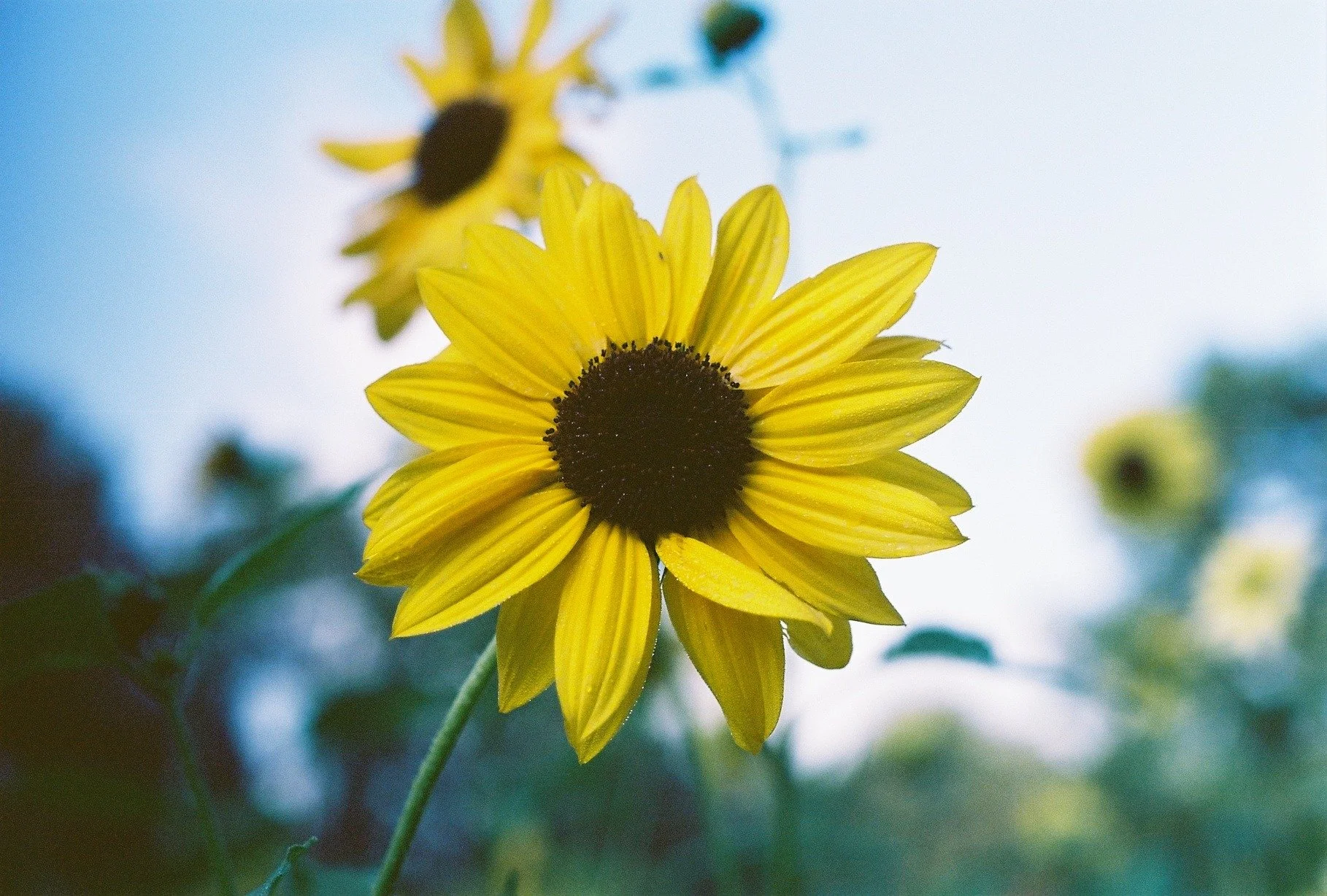 Harman Phoenix 200, Minolta SRT 201